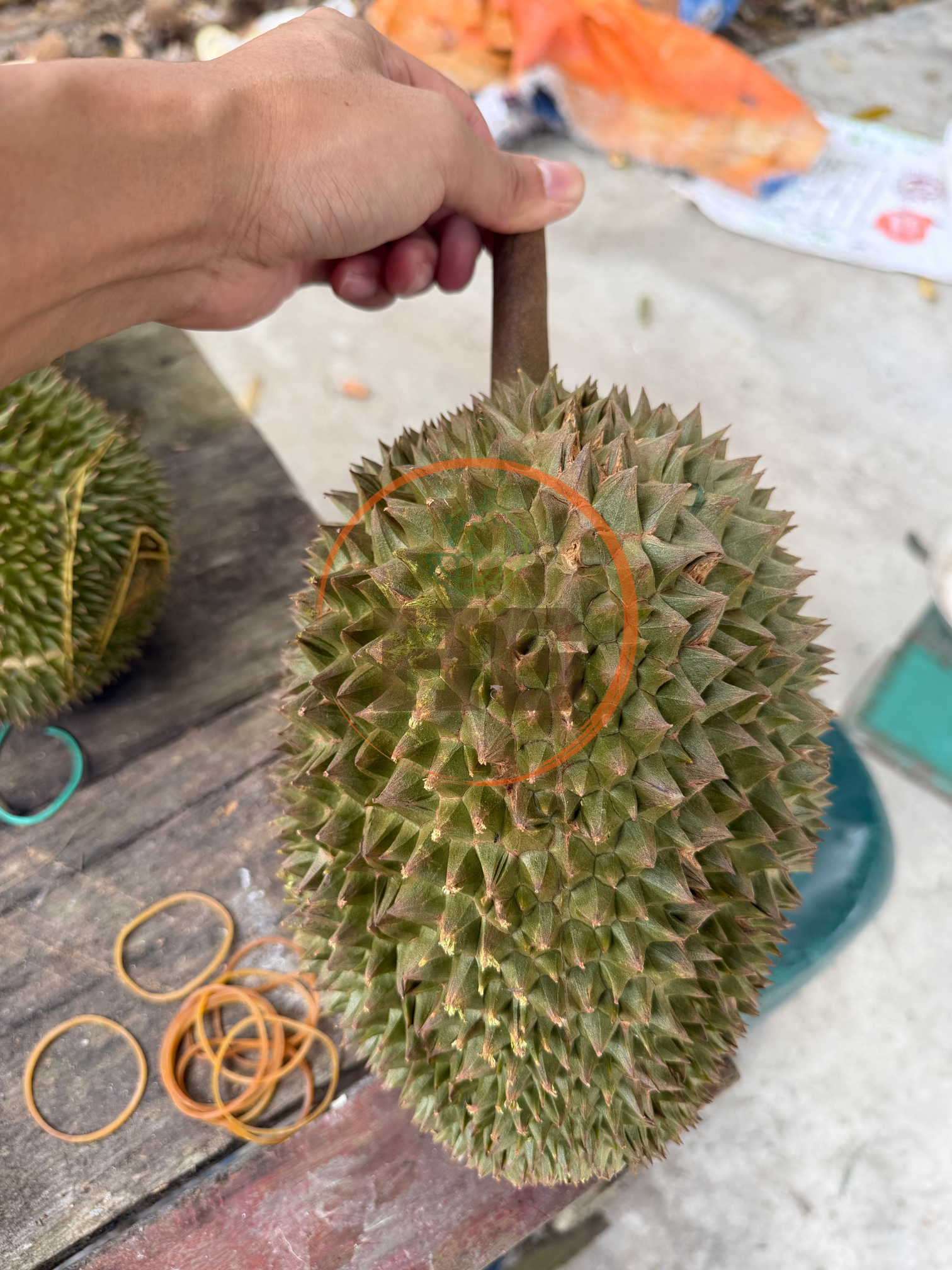 Tupai King松鼠王